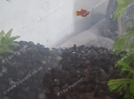 Baby platies for sale