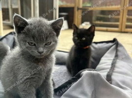 Blue & Lilac BSH Mix Kittens &ndash; Fold & Straight