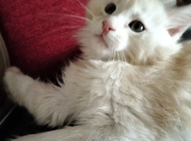 GCCF Maine Coon