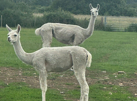 4 year old Llama and 1 year old Cria