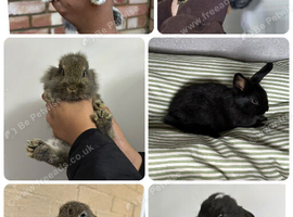 Lionhead x Mini Rex Bunnies!