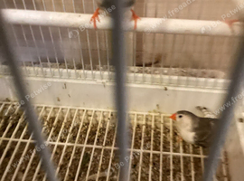 Zebra finch