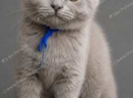 GCCF Registered Lilac British Shorthair