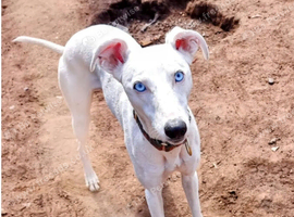 Beautiful blue eyed DEAF little lady