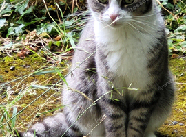 Figaro