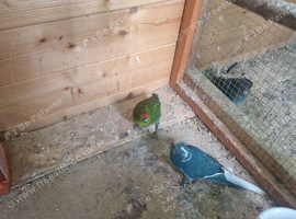 Breeding Pair kakarikis