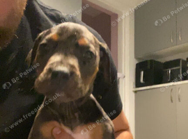 Female staffy cross puppy