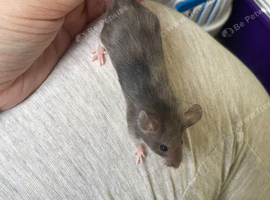 Angora Baby Mice READY NOW