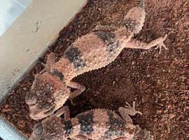 Proven Nephrurus Cinctus pair for sale