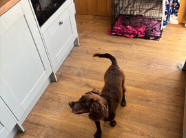 Cocker spaniel