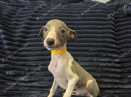 Beautiful Puppies Ready Now