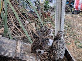 6 coturnix Quail &pound;45