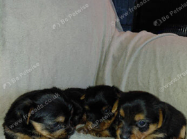 YORKSHIRE TERRIER PUPPIES WITH INDIVIDUAL VET HEALTH CERTIFICATE