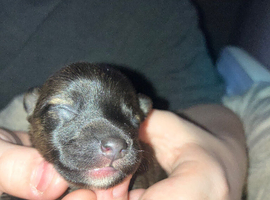 Adorable puppies