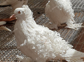 White frill back pigeons for sale