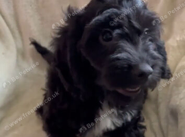 Absolutley gorgeous Cockapoo x puppies