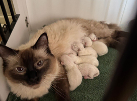 Last male ragdoll
