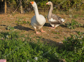 Two geese - male and female