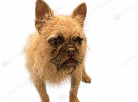 Female wirehaired french bulldog