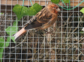Canary