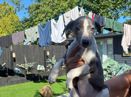 Whippet pups