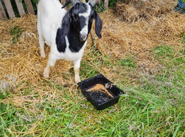 Alpine x Boer Proven Billy
