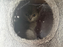 *ONE FEMALE LEFT* British Shorthair Kitten