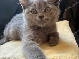 Ready now. 3 beautiful well raised kittens