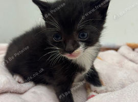 7 Adorable Kittens Looking for Loving Homes