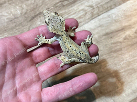 CB26 super dlmatian crested gecko