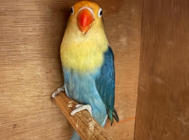 Beautiful love Bird for sale