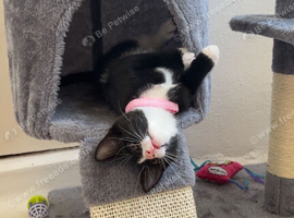 Black and white kitten