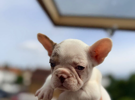 LAST TWO LEFT - FRENCH BULLDOG
