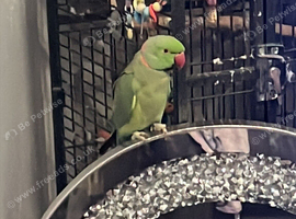 Green ringneck male