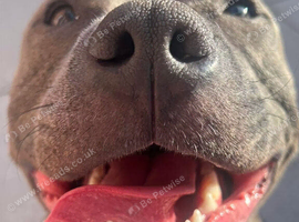 21 Month old male staffy (PLEASE READ DETAILS BEFORE ENQURING)
