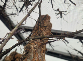 Stick insects
