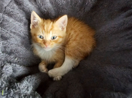 Kittens ready now