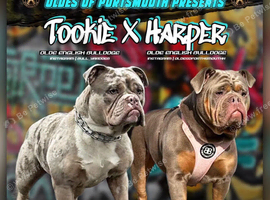 Olde English Bulldog