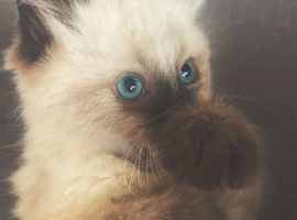 Ragdoll kitten for sale 1 boy left