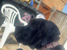6 months old cane corso full breed