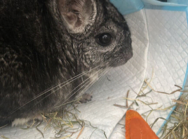 8 month old Chinchilla