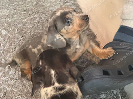 1 dachshund little boy ready 3rd November