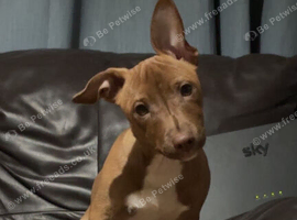 Jack Russel - female - black (spots of white )