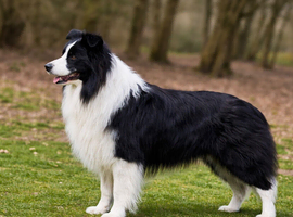 KC reg border collie for stud