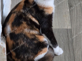 Calico girl