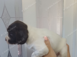 3 beautiful female springerspaniel pups
