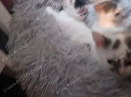 Domestic short hair cross maincoon babys only 1 week old