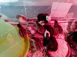 guinea fowl chicks (keets) for sale oied and pearl available