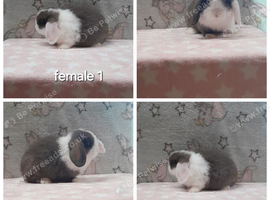 Beautiful purebred mini lops