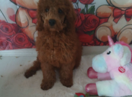 Miniature Poodle.